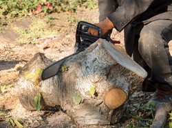 Pozwolenie na wycięcie drzewa 2025. Czy można wyciąć drzewo bez pozwolenia? Kara za wycięcie drzewa bez pozwolenia