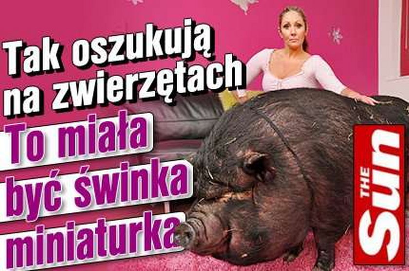 To miała być świnka-miniaturka!