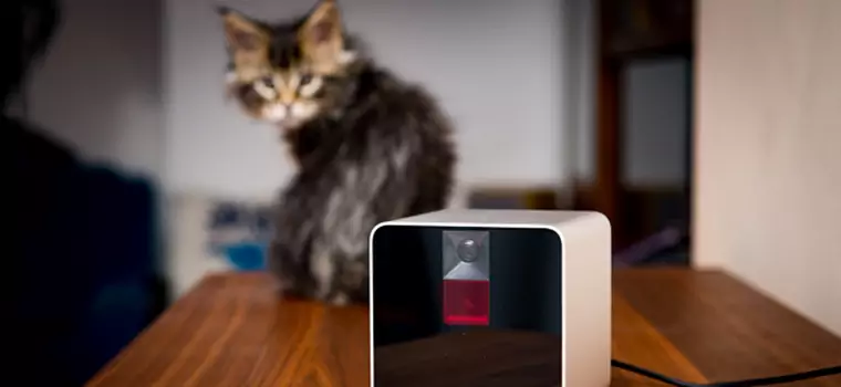 Petcube Camera - tydzień z kamerą wśród zwierząt (test)