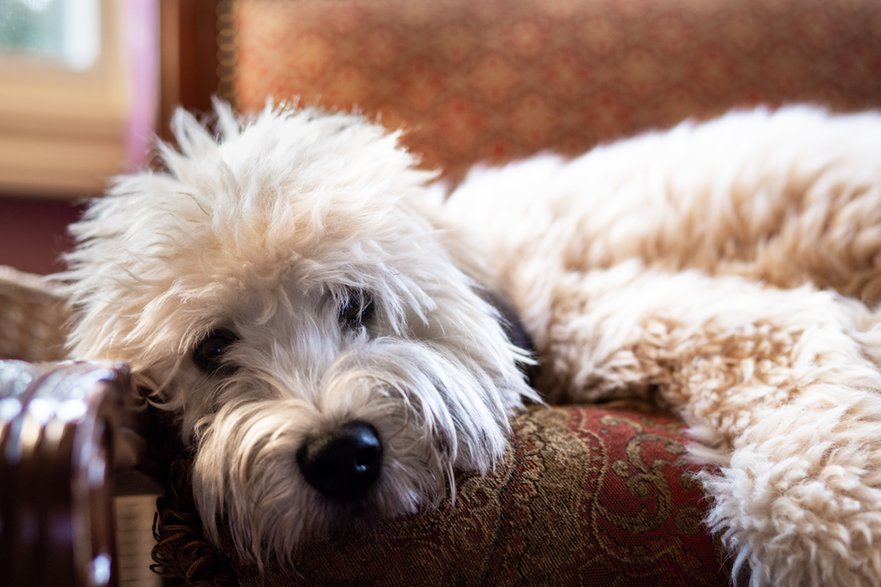 Irish soft coated wheaten