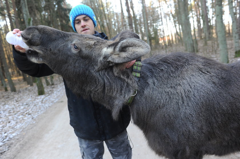 Łosie będą w nocy świecić na Mazurach