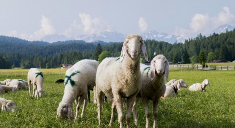 Prosperous, pretty and almost migrant-free -- rural Austria offers a happy hunting ground for Norbert Hofer