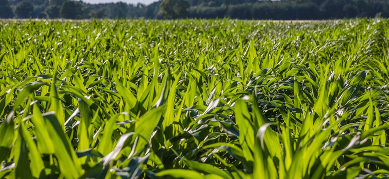 KE zatwierdza polski program wsparcia producentów rolnych