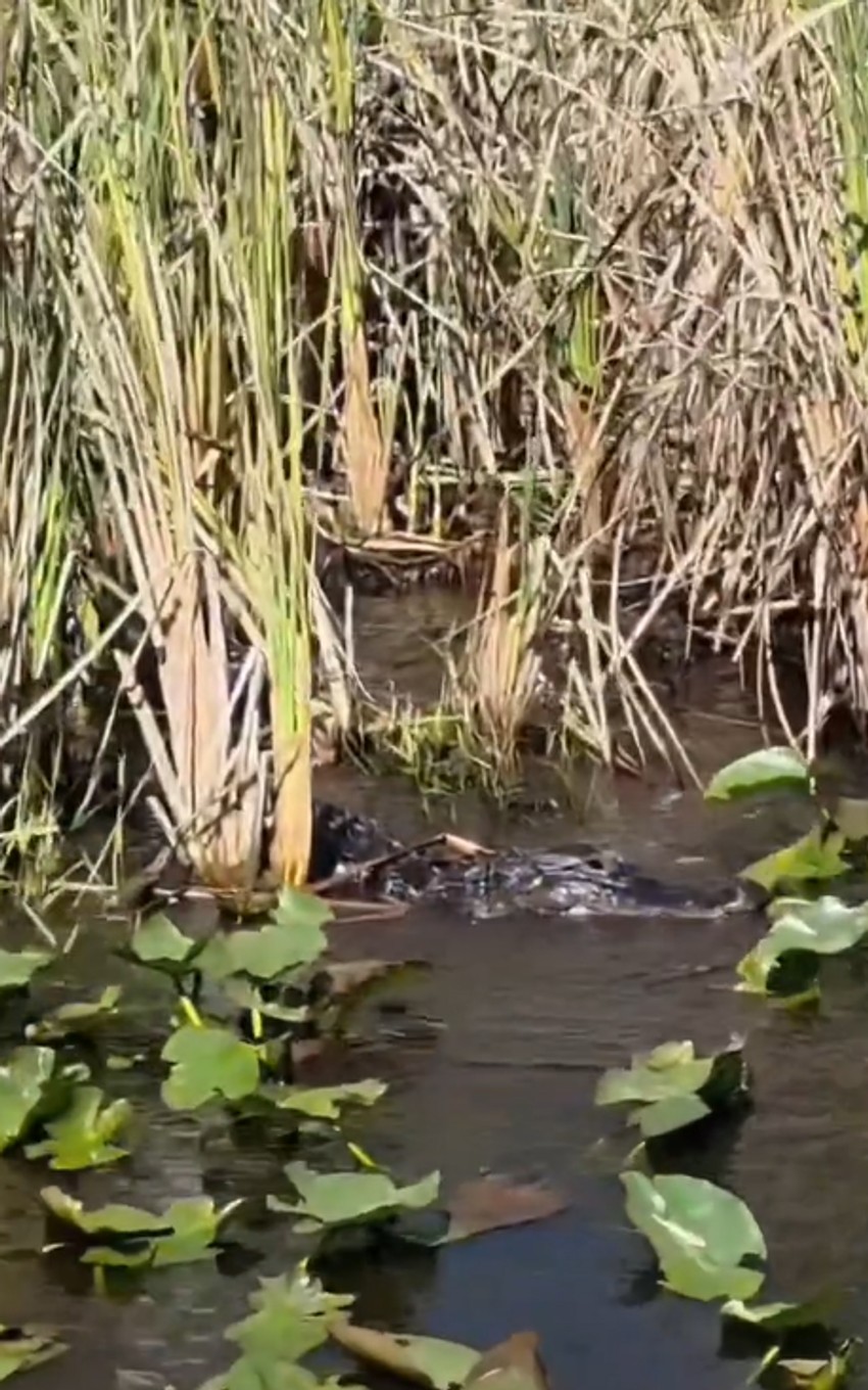 Dragana Mirković, objava