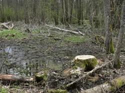 Wysłali dziecko do lasu? Spędziło tam sześć dni