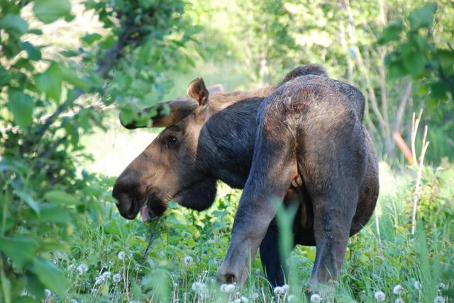 Galeria USA - Park Narodowy Grand Teton, obrazek 14