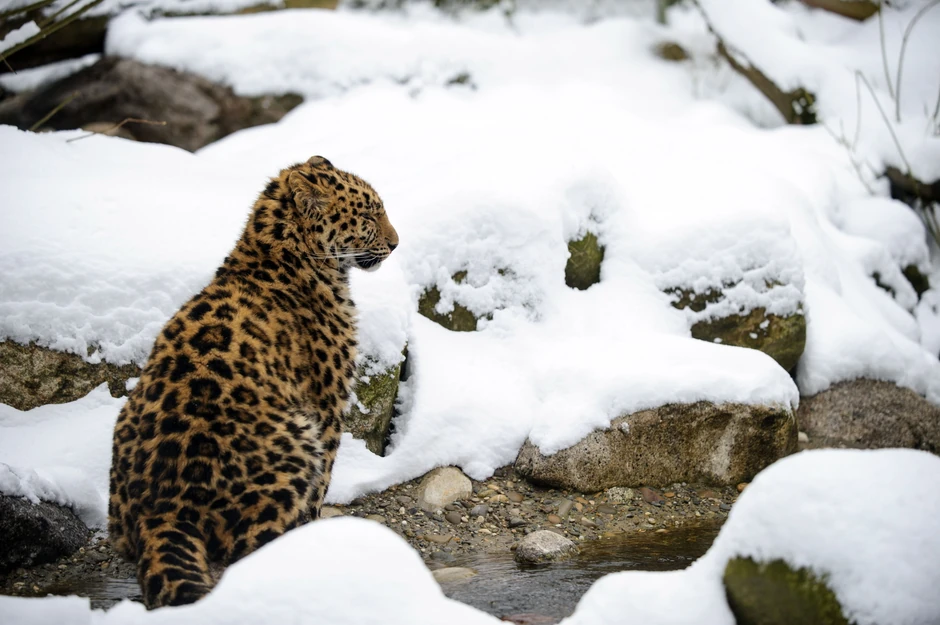 Akcija spasavanja ove ugrožene vrste uspeva: Amurski-sibisrki leopard