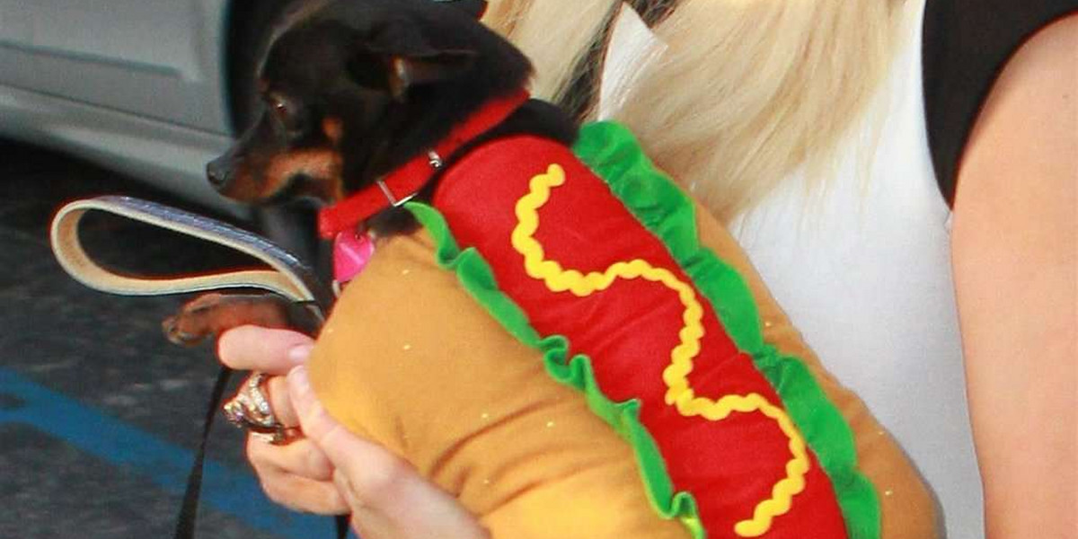 Która gwiazda przebrała psa za hot doga?