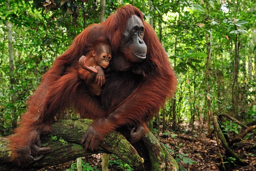 Orangutan (Pongo pygmaeus) female with young in rainforest interior, Camp Leakey, Tanjung Puting Nat