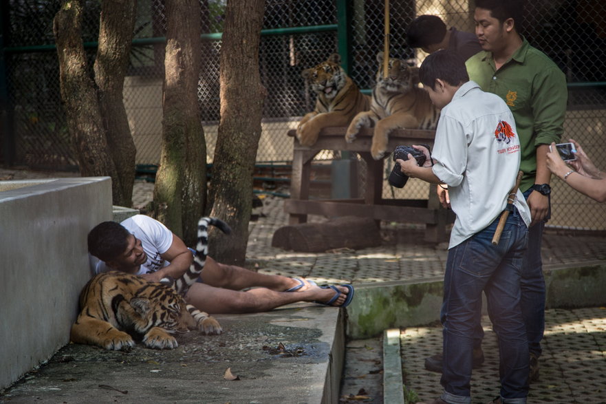 "Królestwa tygrysów" w Tajlandii mają niewiele wspólnego z dobrostanem dzikich kotów