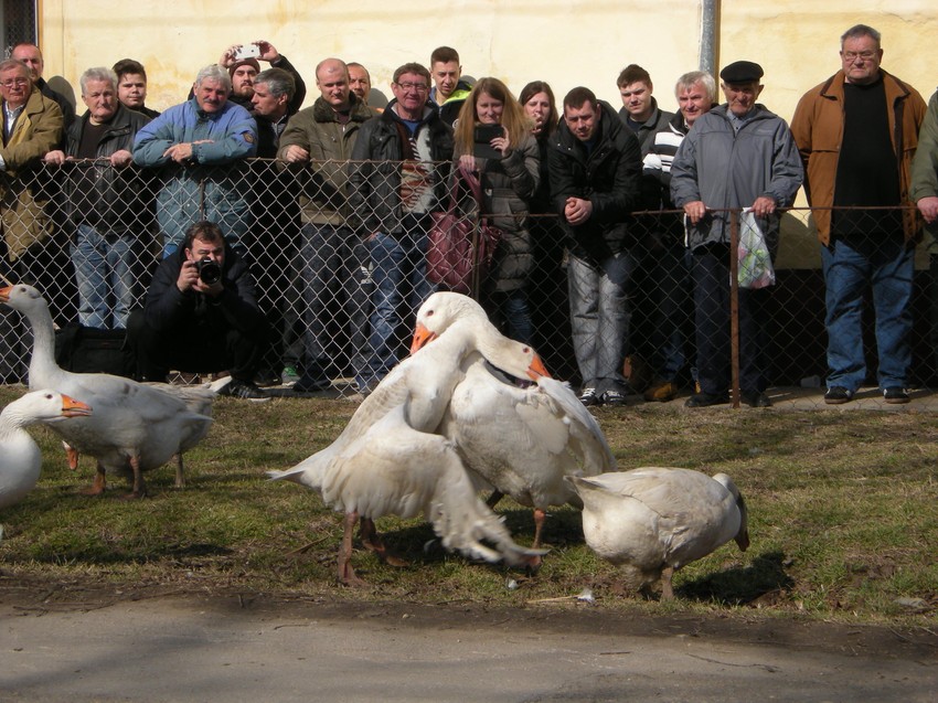 Finalna borba "Gusanijade"