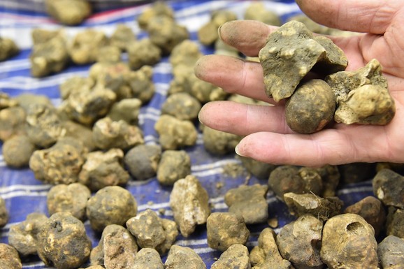 Kilogram košta i do 2.500 evra, a Delimir ih pronalazi u svom dvorištu: Evo kako sa psom sakuplja najskuplji delikates na svetu
