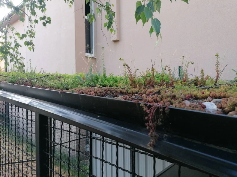 Zeleni krov na boksu za psa