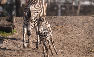 Pasiasta piękność bryka w zoo