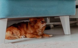 Zwierzęta a sylwestrowe fajerwerki. Co zrobić, by uniknąć tragedii?