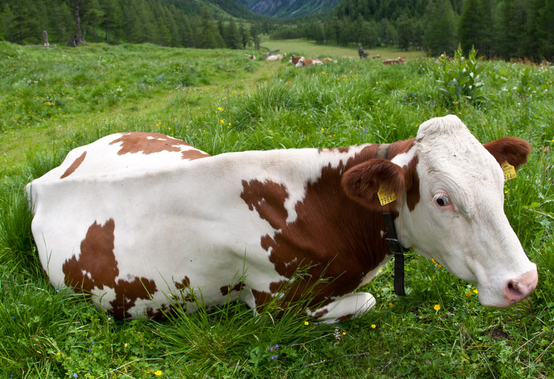 Tegoroczne mokre lato nie sprzyjało produkcji mleka w Skandynawii
