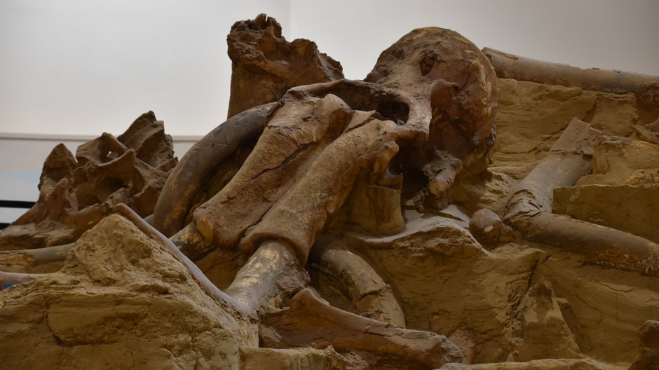 Szczątki mamuta (zdjęcie ilustracyjne)