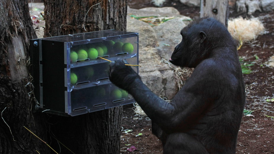 Używanie przez szympansy różnych narzędzi pozwoli lepiej zrozumieć ewolucję 