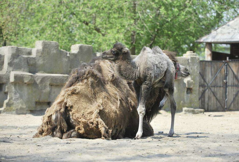 Wielbłąd w zoo