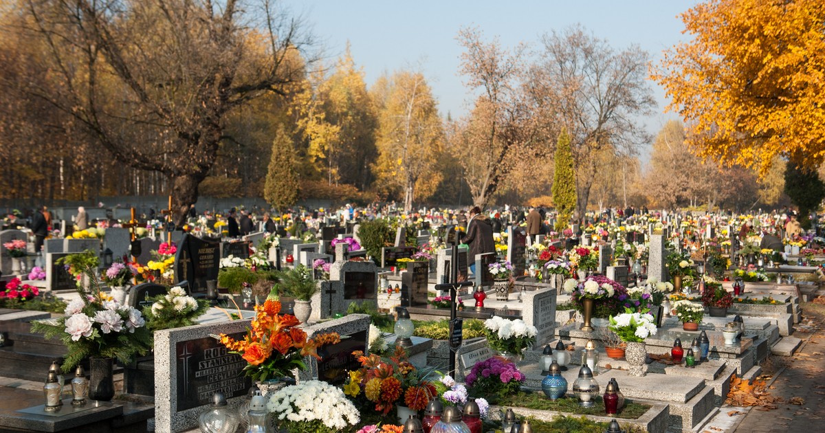 Odpuść chryzantemy i astry. Ta całoroczna roślina jest odporna na mróz i kwitnie na fioletowo