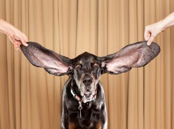 Ten pies ma najdłuższe uszy na świecie