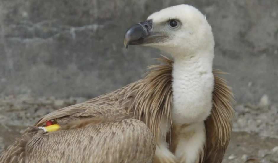 Mirna, srpski beloglavi sup