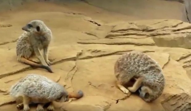 698947_pospani-merkat-foto-youtube-kyoot-animals
