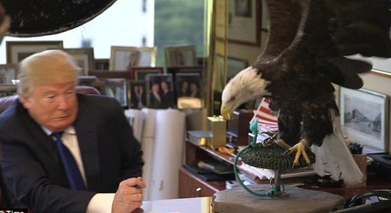 Donald Trump freaks out over bald eagle during shoot for Time magazine