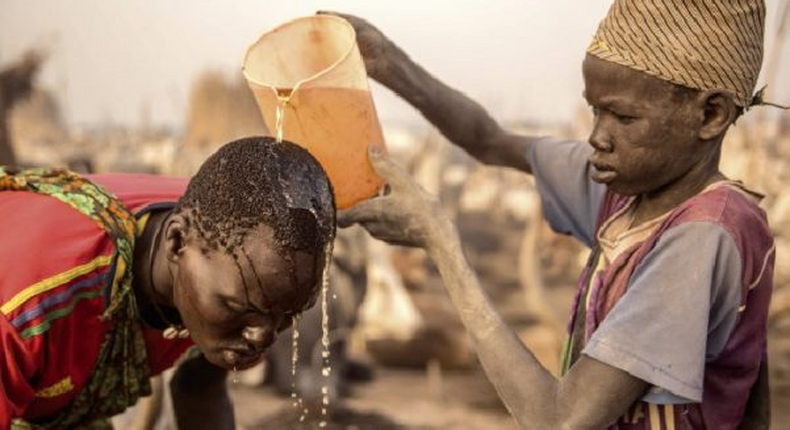 L’urine de vache, un antiseptique naturel contre l’infection