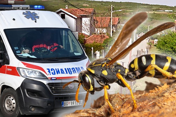 BEOGRAĐANINA (39) UBIO ROJ OSA Jeziva smrt potresla je sve, Vladica upozorava: "Njihov mehanizam alarmira čitavu koloniju!"