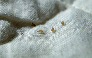 A lapostetvek kezelése hasonlóképp történik, mint a fejtetvességé. A ruhák fertőtlenítő mosása, átvasalás elkerülhetetlen, illetve mivel nemi betegségnek számít, a lehetséges fertőzött partnereket is kezelni kell. 