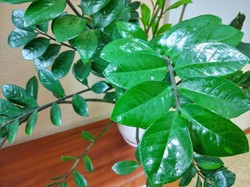 Wsyp łyżeczkę do szklanki wody i podlej zamiokulkasa, a ten od razu wypuści nowe pędy