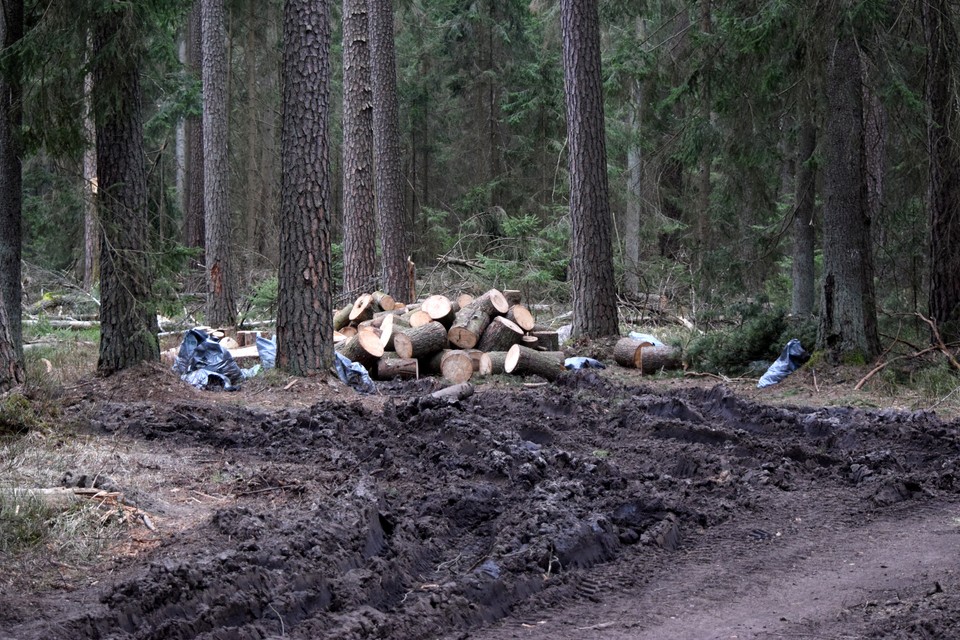 Rezerwat Przyrody Lasy Naturalne na południu Puszczy Białowieskiej.