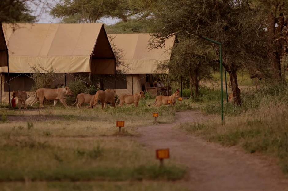 Čopor lavova ušao u kamp