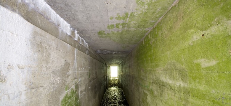 Bursztynowa Komnata ukryta w mazurskich bunkrach? "Odkryliśmy nieznane pomieszczenie"