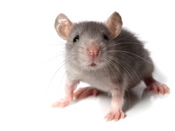 Polacy biorą się za chorobę Alzheimera. "Mamy pewne substancje..."