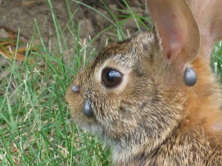 Kleszcze grasują także w wielkim mieście