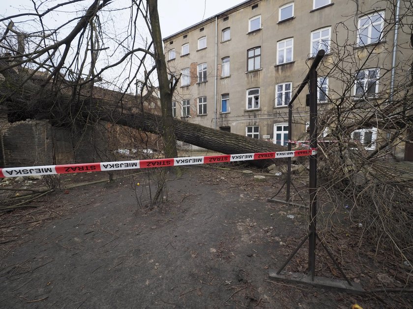 Powalone drzewo przy ul. Rewolucji 1905 r. Służby znalazły właściciela