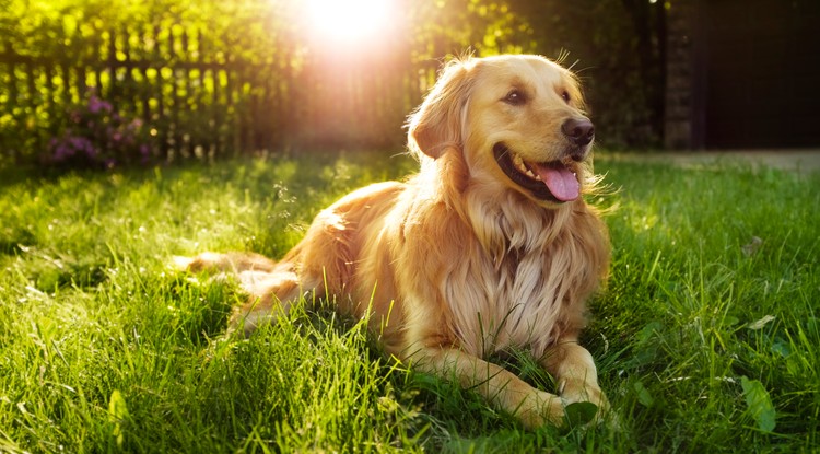 Szívszorító: egy golden retriever, aki megmentett egy elárvult koalát - FOTÓK