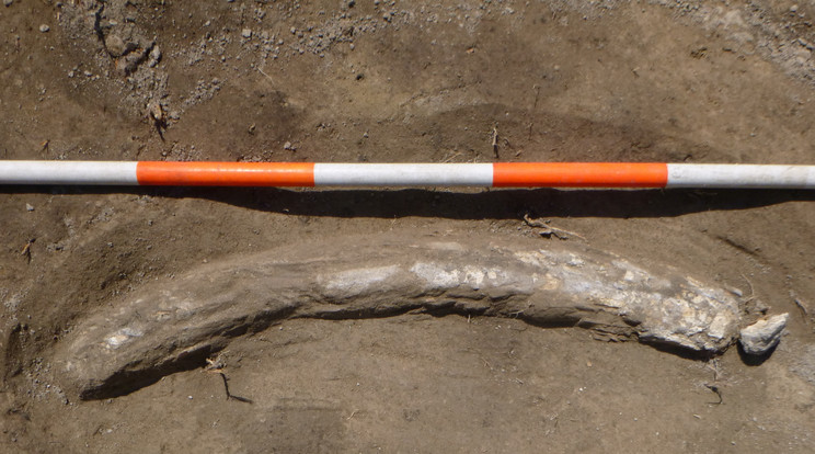 Közel egyméteres mamutagyarra bukkantak a régészek /Fotó: Salisbury Régészeti Kft.