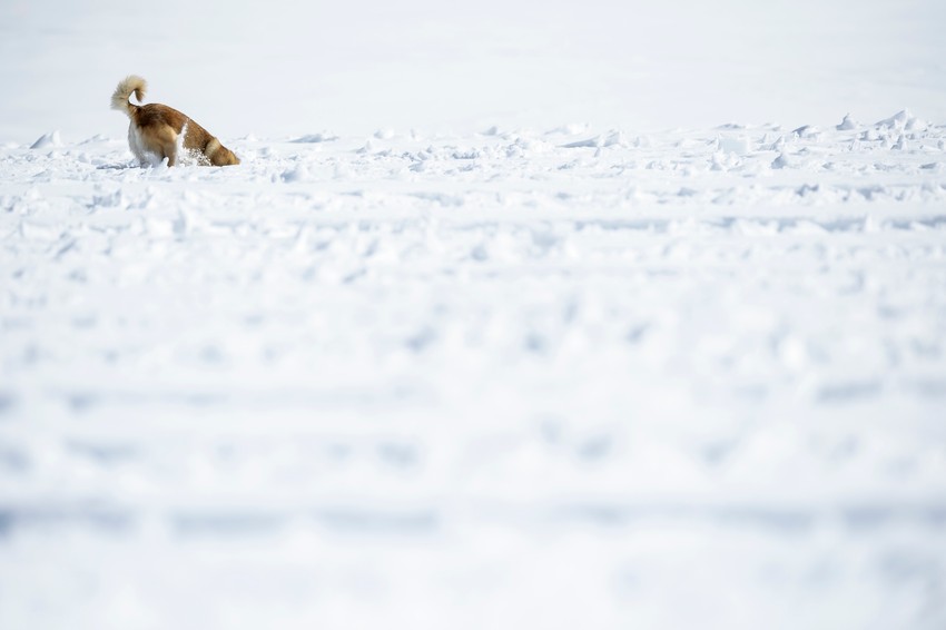 Spasavanje iz lavine u Švajcarskoj