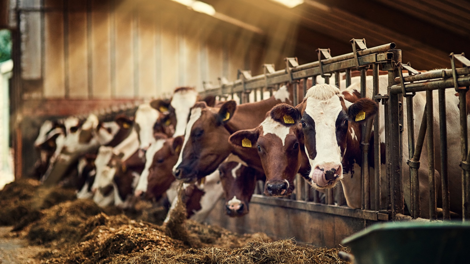 Ministerstvo vnútra informovalo o opatreniach proti šíreniu SLAK. (ilustračné foto).