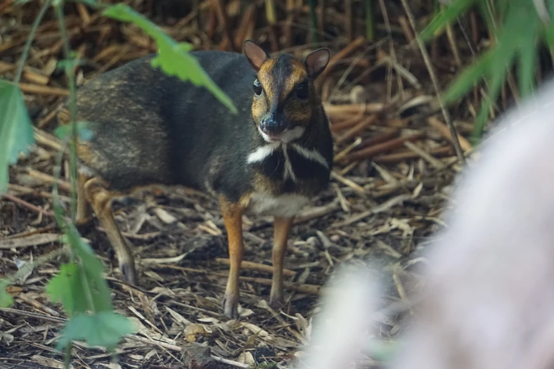 Zoo We Wroclawiu Pierwsze Wideo Narodzin Myszojelenia Na Swiecie Podroze