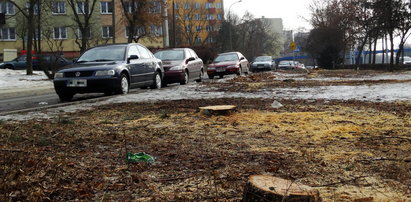 Konflikt na osiedlu. Co ważniejsze, parking czy drzewa?