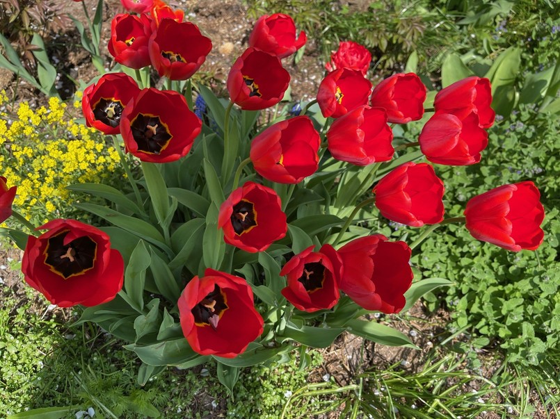 Sadzenie tulipanów w wytłaczankach po jajkach