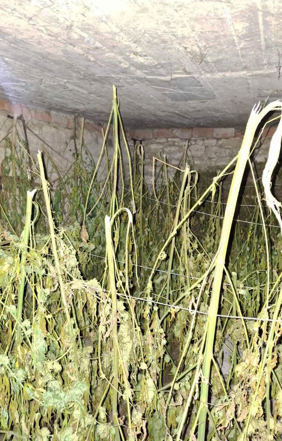 zaplena droga marihuana