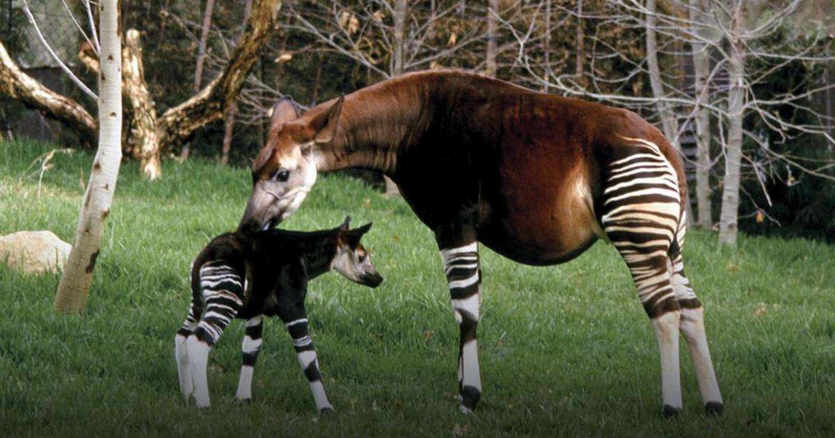 Did you know about Congo's Okapi, the half-zebra half-giraffe animal? |  Pulse Nigeria