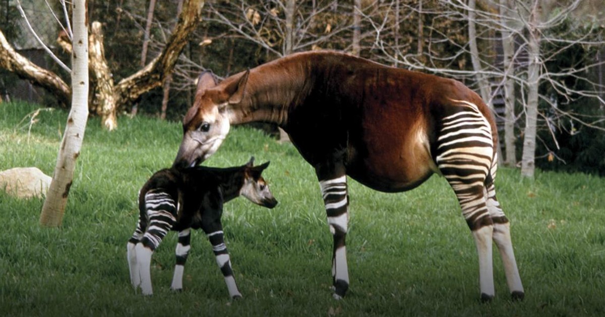 Did you know about Congo s Okapi the half-zebra half 