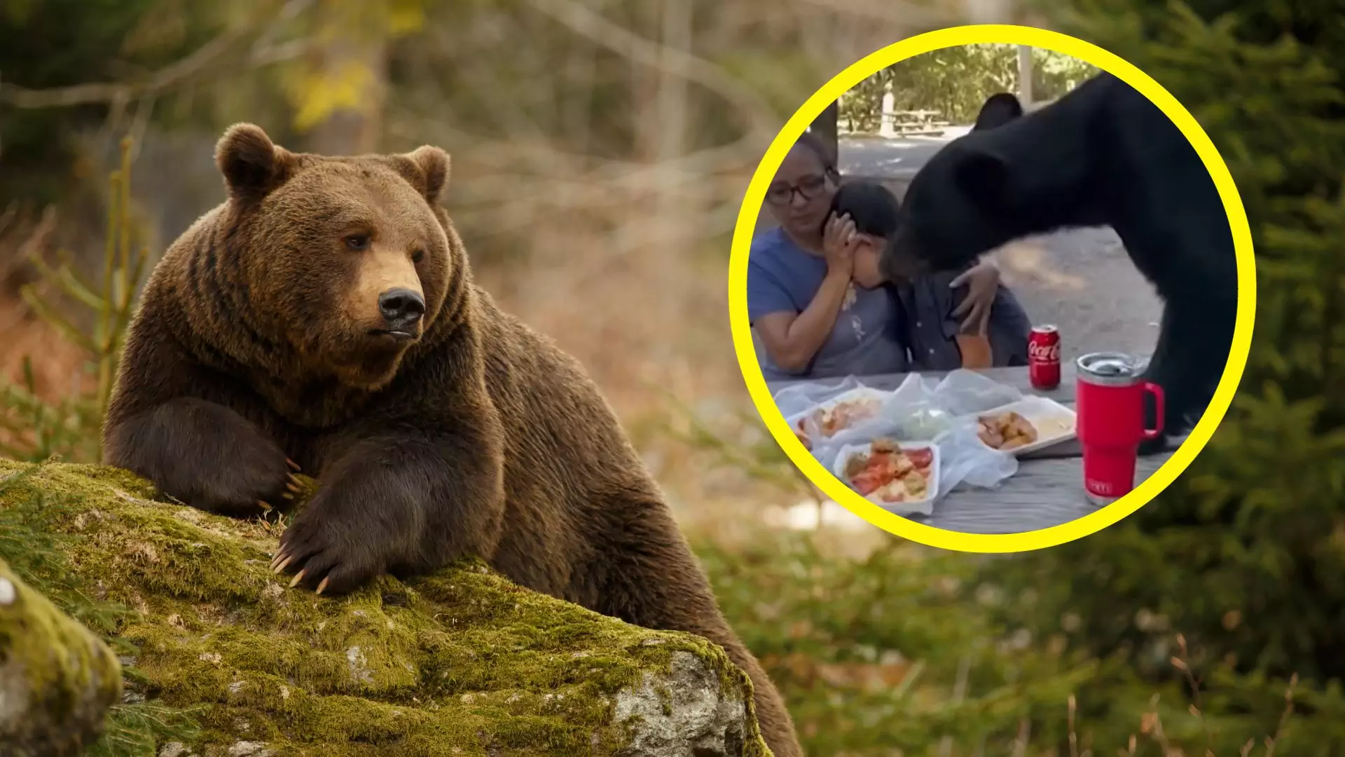 Matka zasłania syna, gdy tuż przy nich na stole je niedźwiedź. "Słyszeliśmy, jak warczy" [WIDEO]