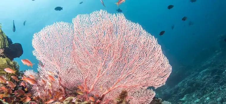 Syntetyczny koralowiec oczyści oceany